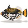Clown Triggerfish