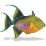 Queen Triggerfish
