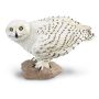 Snowy Owl