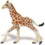 Giraffe Baby