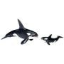 Killer Whale Adult