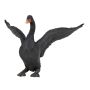 Black Swan