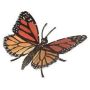 Hidden Kingdom Butterfly
