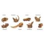 Toob Dinosaur mammal Skulls
