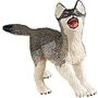 Timber Wolf Cub