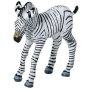 Zebra Calf