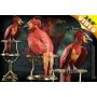 Harry Potter- Fawkes The Phoenix 35 Cm