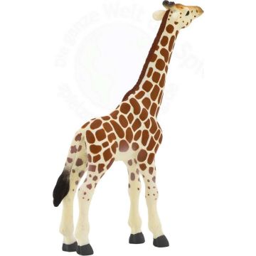 Giraffe Calf