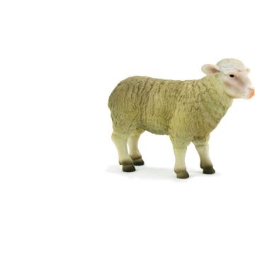 Sheep Ewe