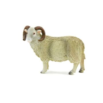 Sheep Ram