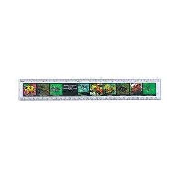 12" Safari Ruler Worlds of Insects