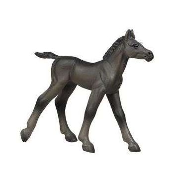 Arabian Foal
