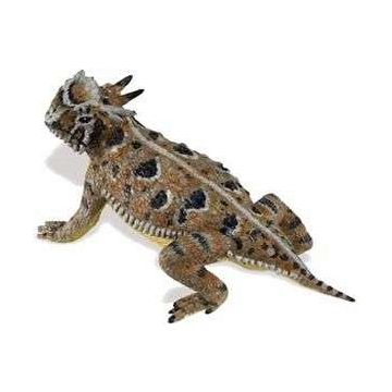 Horned Lizard