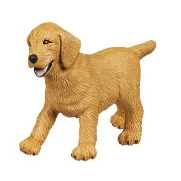 Golden Retriever Puppy